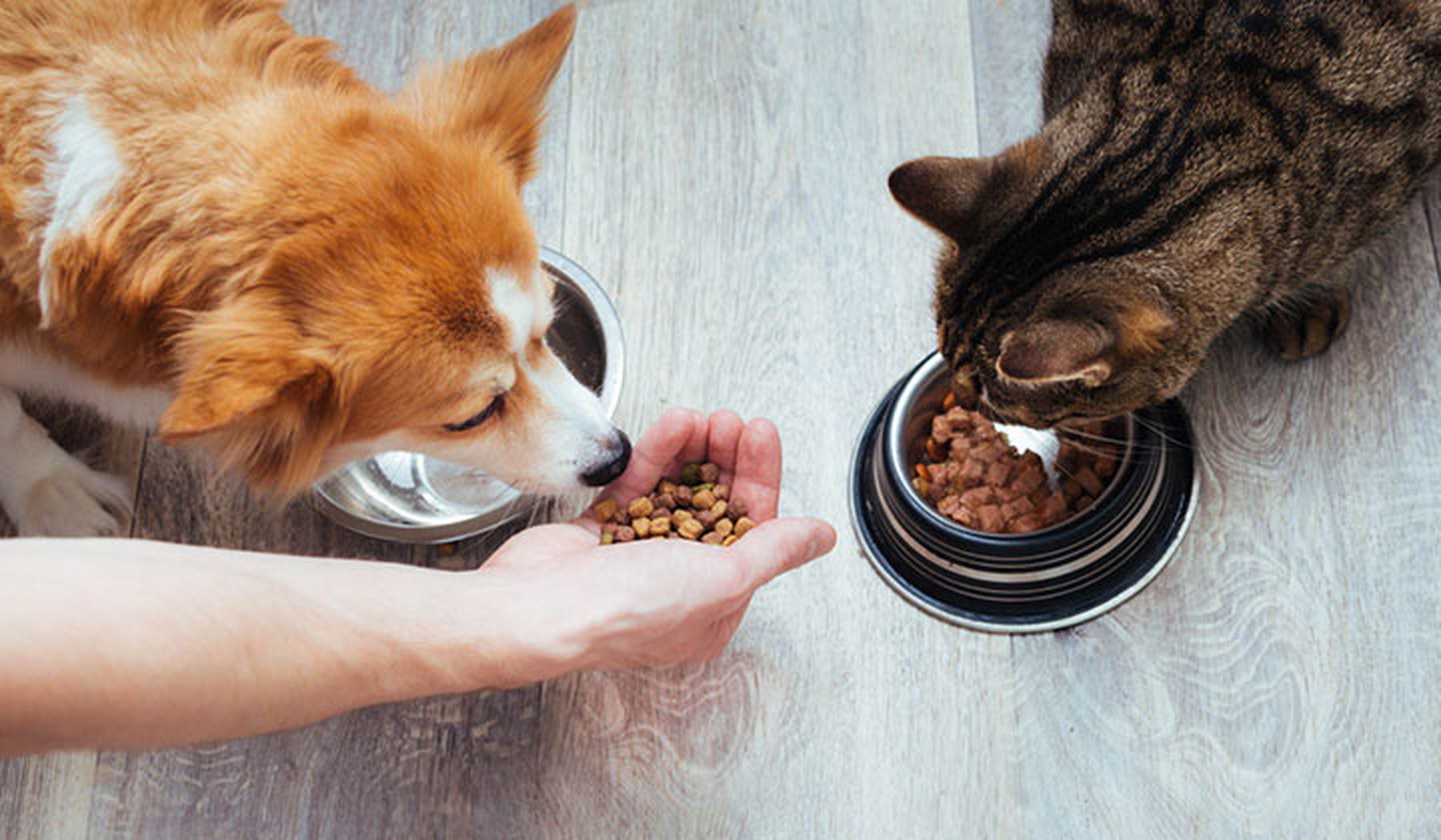 Dog and cat eating food out of bowls on the floor