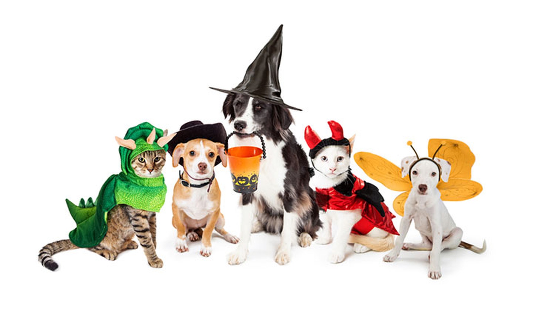 Dogs and cats in Halloween costumes